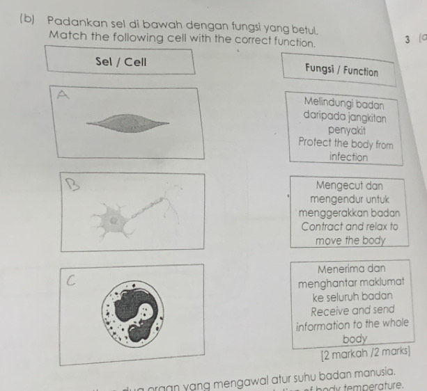 Padankan sel di bawah dengan fungsi yang betul.
Match the following cell with the correct function.
3 (C
Sel / Cell
Fungsi / Function
Melindungi badan
daripada jangkitan
penyakit
Protect the body from
infection
Mengecut dan
mengendur untuk
menggerakkan badan 
Contract and relax to
move the body
Menerima dan
menghantar maklumat
ke seluruh badan
Receive and send
information to the whole
body
[2 markah /2 marks]
organ yang mengawal atur suhu badan manusia.
pody temperature.