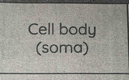 Cell body 
(soma)