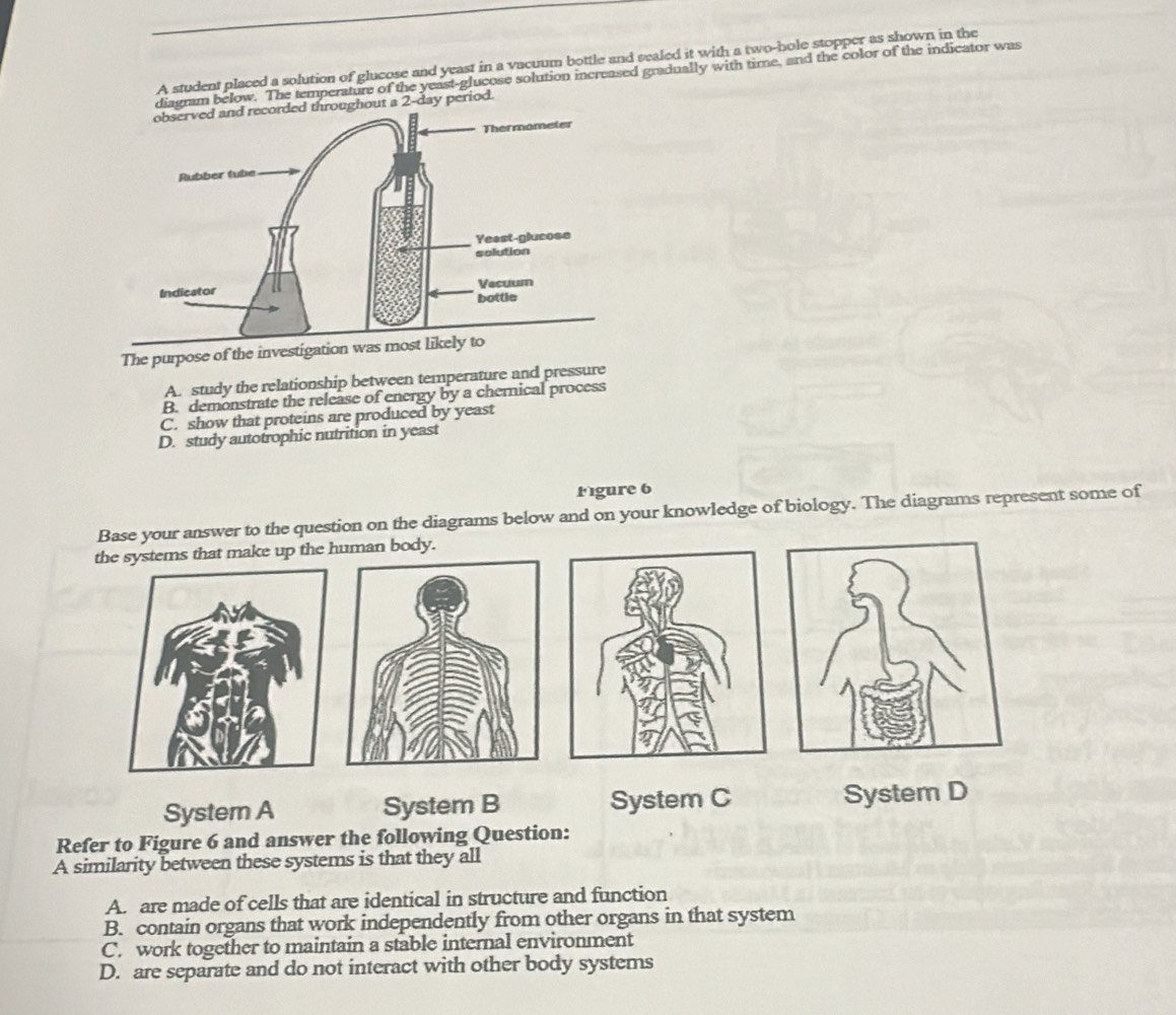 A student placed a solution of glucose and yeast in a vacuum bottle and sealed it with a two-bole stopper as shown in the
iagram below. The temperature of the yeast-glucose solution increased gradually with time, and the color of the indicator was
observed and recorded throughout a 2-day period.
The purpose of the investigation w
A. study the relationship between temperature and pressure
B. demonstrate the release of energy by a chernical process
C. show that proteins are produced by yeast
D. study autotrophic nutrition in yeast
Mgure 6
Base your answer to the question on the diagrams below and on your knowledge of biology. The diagrams represent some of
the systems that make up the human body.
Systern A System B System C System D
Refer to Figure 6 and answer the following Question:
A similarity between these systems is that they all
A. are made of cells that are identical in structure and function
B. contain organs that work independently from other organs in that system
C. work together to maintain a stable internal environment
D. are separate and do not interact with other body systems