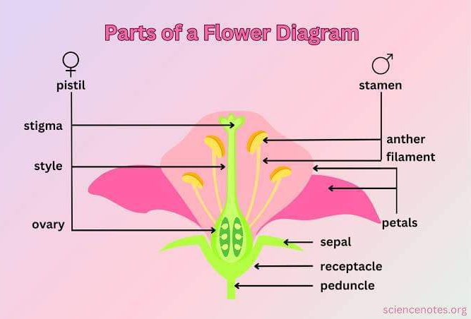 Parts of a Flower Diagram 
sciencenotes.org