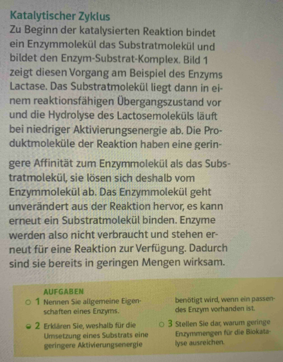 Katalytischer Zyklus 
Zu Beginn der katalysierten Reaktion bindet 
ein Enzymmolekül das Substratmolekül und 
bildet den Enzym-Substrat-Komplex. Bild 1 
zeigt diesen Vorgang am Beispiel des Enzyms 
Lactase. Das Substratmolekül liegt dann in ei- 
nem reaktionsfähigen Übergangszustand vor 
und die Hydrolyse des Lactosemoleküls läuft 
bei niedriger Aktivierungsenergie ab. Die Pro- 
duktmoleküle der Reaktion haben eine gerin- 
gere Affinität zum Enzymmolekül als das Subs- 
tratmolekül, sie lösen sich deshalb vom 
Enzymmolekül ab. Das Enzymmolekül geht 
unverändert aus der Reaktion hervor, es kann 
erneut ein Substratmolekül binden. Enzyme 
werden also nicht verbraucht und stehen er- 
neut für eine Reaktion zur Verfügung. Dadurch 
sind sie bereits in geringen Mengen wirksam. 
AUFGABEN 
1 Nennen Sie allgemeine Eigen- benötigt wird, wenn ein passen- 
schaften eines Enzyms. des Enzym vorhanden ist. 
2 Erklären Sie, weshalb für die 3 Stellen Sie dar, warum geringe 
Umsetzung eines Substrats eine Enzymmengen für die Biokata- 
geringere Aktivierungsenergie lyse ausreichen.