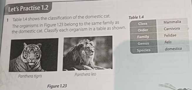 Let’s Practise 1.2 
1 Table 1.4 shows the classification of the domestic cat. 
The organisms in Figure 1.23 belong to the same family as 
the domestic cat. Classify each organism in a table as shown 
Panthera tigris Panthera leo 
Figure 1.23