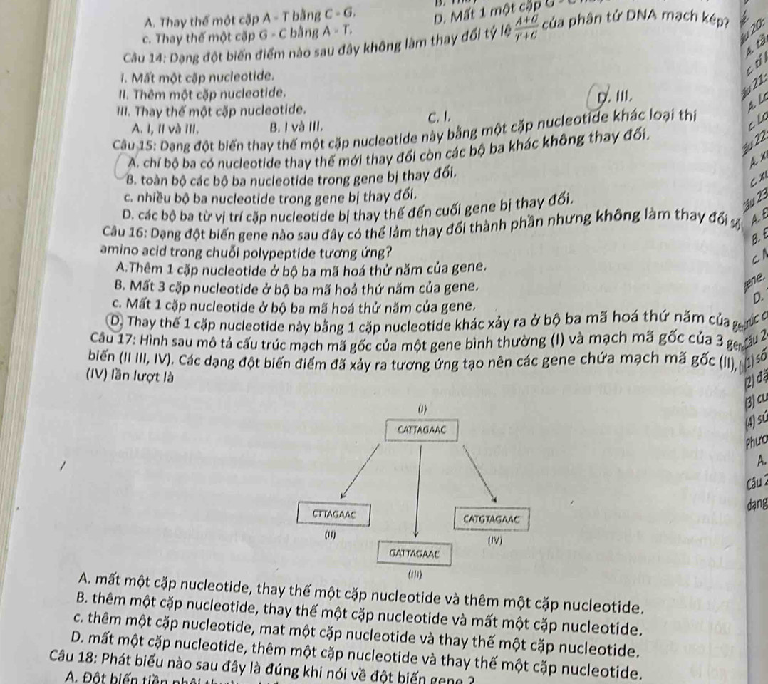 A. Thay thể một cặp A - T bằng C-G,

D. Mất 1 một cập U
c. Thay thế một cặp G - C bằng A-T.
20 :
Câu 14: Dạng đột biến điểm nào sau đây không làm thay đối tỷ lệ  (A+O)/T+C  của phân tử DNA mạch kép?
4 tà
cti
1. Mất một cặp nucleotide.
II. Thêm một cặp nucleotide.
II. Thay thế một cặp nucleotide. D. III.
21
A L
A. I, 1l và III. B. I và III. C. 1.
Câu 15: Dang đột biển thay thế một cặp nucleotide này bằng một cặp nucleotide khác loại thí
cLo
22
A. chí bộ ba có nucleotide thay thế mới thay đối còn các bộ ba khác không thay đối.
A x
B. toàn bộ các bộ ba nucleotide trong gene bị thay đổi.
Cx
c. nhiều bộ ba nucleotide trong gene bị thay đổi.
D. các bộ ba từ vị trí cặp nucleotide bị thay thế đến cuối gene bị thay đối.
Ấu 2
Câu 16: Dạng đột biến gene nào sau đây có thể lảm thay đối thành phần nhưng không làm thay đối số A £
B. E
amino acid trong chuỗi polypeptide tương ứng?
C. N
A.Thêm 1 cặp nucleotide ở bộ ba mã hoá thứ năm của gene.
B. Mất 3 cặp nucleotide ở bộ ba mã hoả thứ năm của gene.
ene.
c. Mất 1 cặp nucleotide ở bộ ba mã hoá thử năm của gene.
D.
D Thay thế 1 cặp nucleotide này bằng 1 cặp nucleotide khác xảy ra ở bộ ba mã hoá thứ năm của g ợức 
Câu 17: Hình sau mô tả cấu trúc mạch mã gốc của một gene bình thường (I) và mạch mã gốc của 3 ge,ấuở
biểến (II III, IV). Các dạng đột biến điểm đã xảy ra tương ứng tạo nên các gene chứa mạch mã gốc (II), 1 
(IV) lần lượt là
(2) đặ
(3) cu
(4) sú
Phưo
A.
Câu 2
dạng
A. mất một cặp nucleotide, thay thế một cặp nucleotide và thêm một cặp nucleotide.
B. thêm một cặp nucleotide, thay thế một cặp nucleotide và mất một cặp nucleotide.
c. thêm một cặp nucleotide, mat một cặp nucleotide và thay thế một cặp nucleotide.
D. mất một cặp nucleotide, thêm một cặp nucleotide và thay thế một cặp nucleotide.
Câu 18: Phát biểu nào sau đây là đúng khi nói về đột biến geng ?
A. Đột biến tiền n