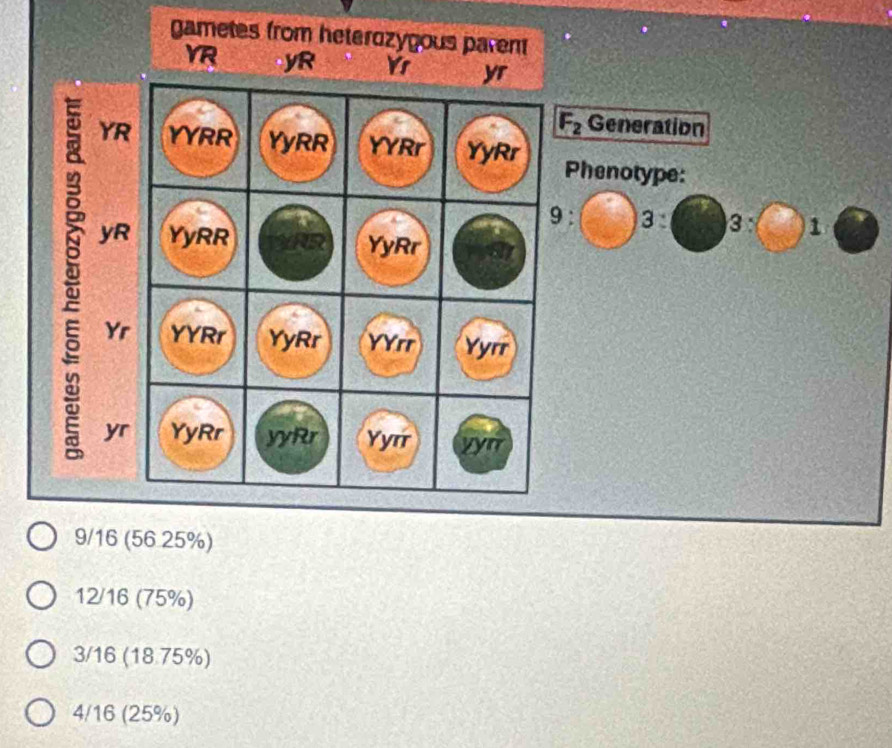 gam
Generation
henotype:
3: 3:□ 1
9/16 (56 25%)
12/16 (75%)
3/16 (18.75%)
4/16 (25%)