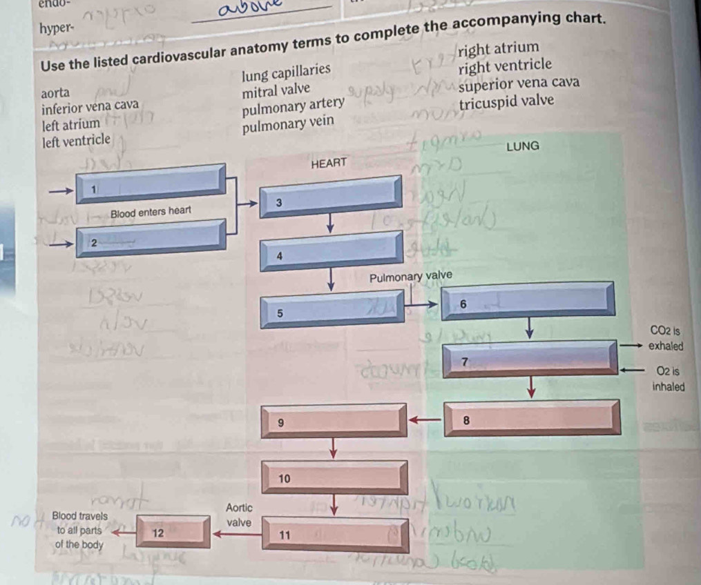hyper-
Use the listed cardiovascular anatomy terms to complete the accompanying chart.
right atrium
lung capillaries
right ventricle
aorta mitral valve
inferior vena cava superior vena cava
left atrium pulmonary artery tricuspid valve
left ventricle pulmonary vein
LUNG
HEART
1
3
Blood enters heart
2
4
Pulmonary valve
6
5
CO2 Is
exhaled
7
O2 is
inhaled
9
8
10
Aortic
Blood travels
to all parts 12 valve
11
of the body