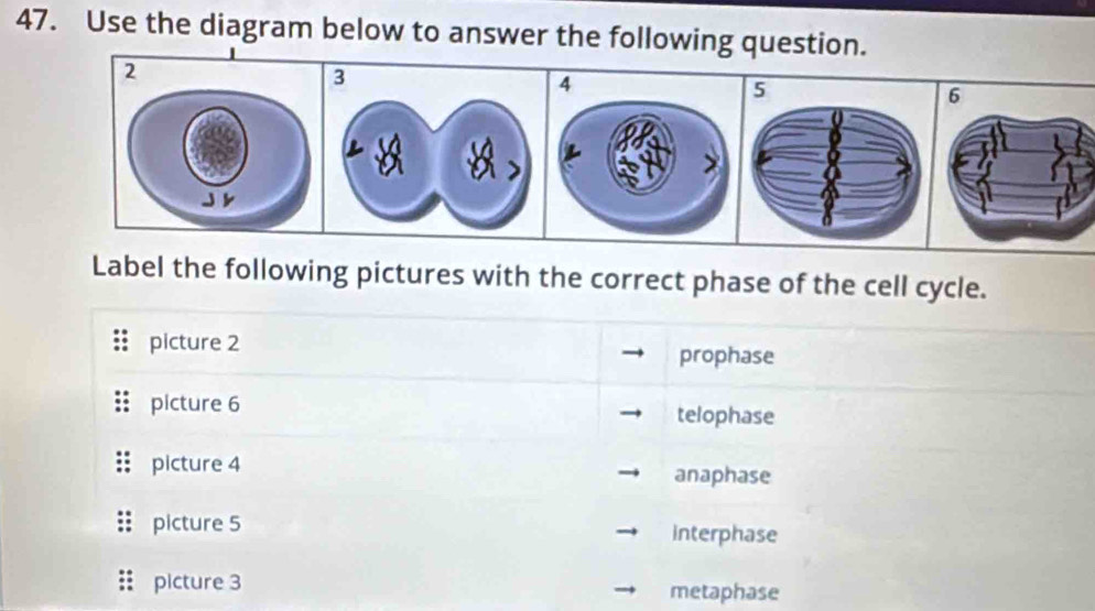 Use the diagram below to answer the following question.
Label the following pictures with the correct phase of the cell cycle.
picture 2
prophase
picture 6 telophase
picture 4 anaphase
picture 5 interphase
picture 3 metaphase