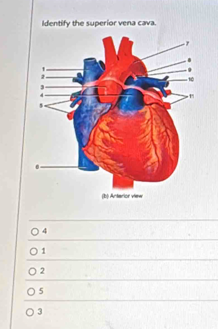 Identify the superior vena cava.
4
1
2
5
3