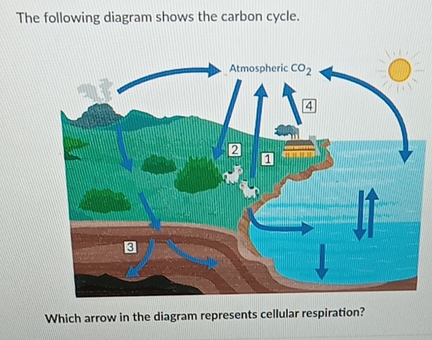 Solved: The following diagram shows the carbon cycle. Which arrow in ...