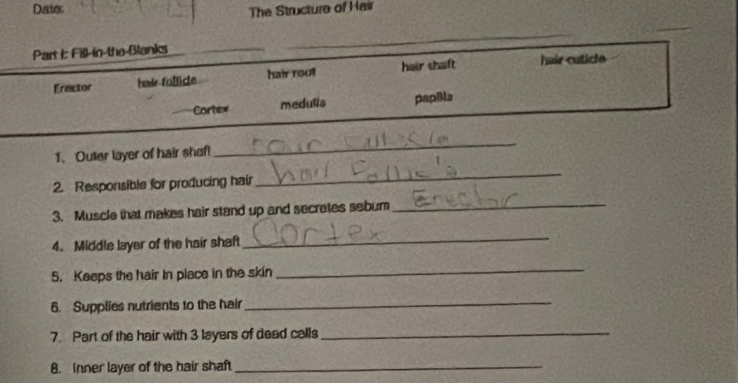 Dater The Structure of Has 
Part I: Fill-in-the Blanks 
_ 
_ 
Erector hai follide hair rout hair shaft 
hair cuticle 
Cortex medulla papBla 
1. Outer layer of hair shaft 
_ 
2. Responsible for producing hair 
_ 
3. Muscle that makes hair stand up and secretes sebum 
_ 
4. Middle layer of the hair shaft 
_ 
5. Keeps the hair in place in the skin 
_ 
6. Supplies nutrients to the hair_ 
7. Part of the hair with 3 layers of dead calls_ 
8. Inner layer of the hair shaft_