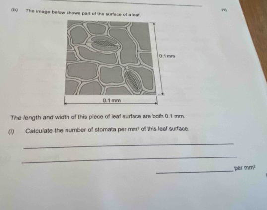 (5) 
(b) The image below shows part of the surface of a leaf. 
The length and width of this piece of leaf surface are both 0.1 mm. 
(i) Calculate the number of stomata per mm^2 of this leaf surface. 
_ 
_ 
_per mm^2