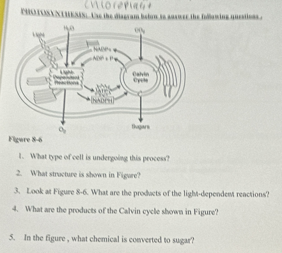 PHOTOSYNTII SIS: Use the diagram below to answer the following question
Figure 8-6
1. What type of cell is undergoing this process?
2. What structure is shown in Figure?
3. Look at Figure 8-6. What are the products of the light-dependent reactions?
4. What are the products of the Calvin cycle shown in Figure?
5. In the figure , what chemical is converted to sugar?