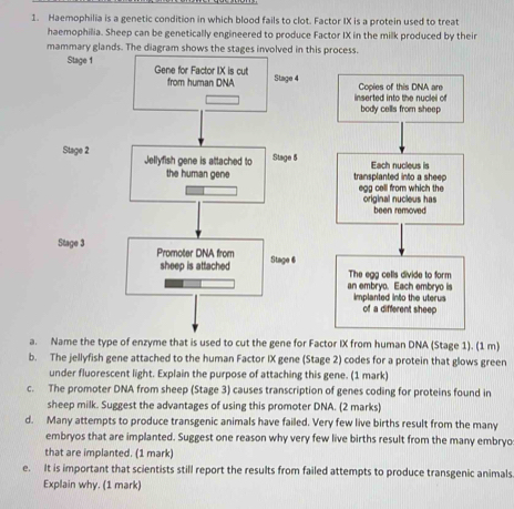 Haemophilia is a genetic condition in which blood fails to clot. Factor IX is a protein used to treat
haemophilia. Sheep can be genetically engineered to produce Factor IX in the milk produced by their
mammary glands. The diagram shis process.
Copies of this DNA are
inserted into the nuclel of
body cells from sheep
Each nucleus is
transplanted into a sheep
egg cell from which the original nucieus has
been removed
The egg cells divide to form
an embryo. Each embryo is
implanted into the uterus
of a different sheep
a. Name the type of enzyme that is used to cut the gene for Factor IX from human DNA (Stage 1). (1 m)
b. The jellyfish gene attached to the human Factor IX gene (Stage 2) codes for a protein that glows green
under fluorescent light. Explain the purpose of attaching this gene. (1 mark)
c. The promoter DNA from sheep (Stage 3) causes transcription of genes coding for proteins found in
sheep milk. Suggest the advantages of using this promoter DNA. (2 marks)
d. Many attempts to produce transgenic animals have failed. Very few live births result from the many
embryos that are implanted. Suggest one reason why very few live births result from the many embryo
that are implanted. (1 mark)
e. It is important that scientists still report the results from failed attempts to produce transgenic animals
Explain why. (1 mark)