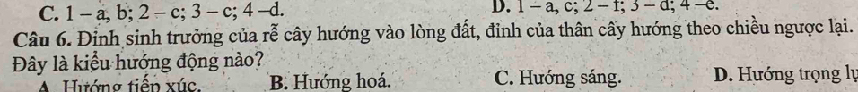 C. 1 − a, b; 2-c; 3-c; 4-d. 
D. 1-a, c; 2-f; 3-d; 4-e. 
Câu 6. Đỉnh sinh trưởng của rễ cây hướng vào lòng đất, đỉnh của thân cây hướng theo chiều ngược lại.
Đây là kiểu hướng động nào?
A Hướng tiếp xúc. B. Hướng hoá. C. Hướng sáng. D. Hướng trọng lụ