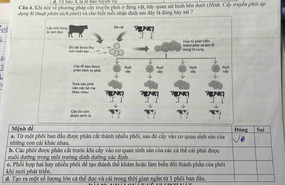d. Tề bảo X là tế bảo tuyen vũ.
Câu 4. Khi nói về phương pháp cấy truyền phôi ở động vật, hãy quan sát hình bên dưới (Hình. Cây truyền phối áp
dung kĩ thuật phân tách phối) và cho biết mỗi nhận định sau đây là đúng hay sai ?
Mệnh đề Đúng Sai
a. Từ một phôi ban đầu được phân cắt thành nhiều phôi, sau đó cấy vào cơ quan sinh sản của
những con cái khác nhau.
b. Các phối được phân cắt trước khi cấy vào cơ quan sinh sản của các cá thể cái phải được
nuôi dưỡng trong môi trường dinh dưỡng xác định.
c. Phối hợp hai hay nhiều phôi để tạo thành thể khảm hoặc làm biến đổi thành phần của phối
khi mới phát triển.
d. Tạo ra một số lượng lớn cá thể đực và cái trong thời gian ngắn từ 1 phôi ban đầu.
