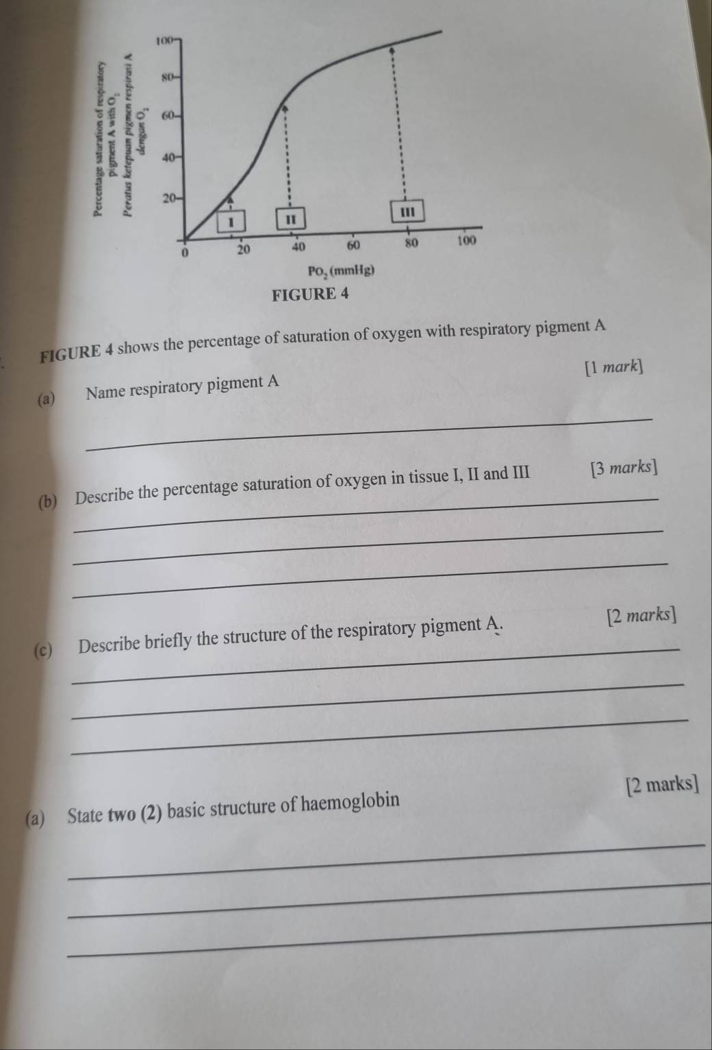 100
80 -
2
60 -
40 -
20 -
1
20 40 60 80 100
PO_2 (mmHg) 
FIGURE 4 
FIGURE 4 shows the percentage of saturation of oxygen with respiratory pigment A 
[1 mark] 
(a) Name respiratory pigment A 
_ 
_ 
(b) Describe the percentage saturation of oxygen in tissue I, II and III [3 marks] 
_ 
_ 
_ 
(c) Describe briefly the structure of the respiratory pigment A. [2 marks] 
_ 
_ 
[2 marks] 
(a) State two (2) basic structure of haemoglobin 
_ 
_ 
_