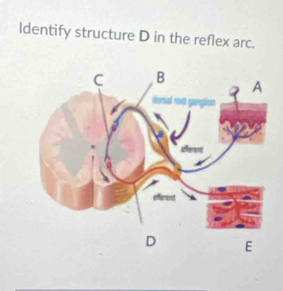 ldentify structure D in the reflex arc.