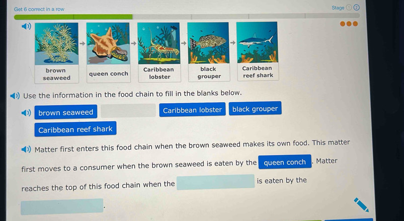 Get 6 correct in a row 
Stage 
)) Use the information in the food chain to fill in the blanks below. 
brown seaweed Caribbean lobster black grouper 
Caribbean reef shark 
Matter first enters this food chain when the brown seaweed makes its own food. This matter 
first moves to a consumer when the brown seaweed is eaten by the queen conch . Matter 
reaches the top of this food chain when the is eaten by the