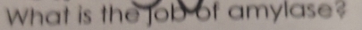 What is the job of amylase?