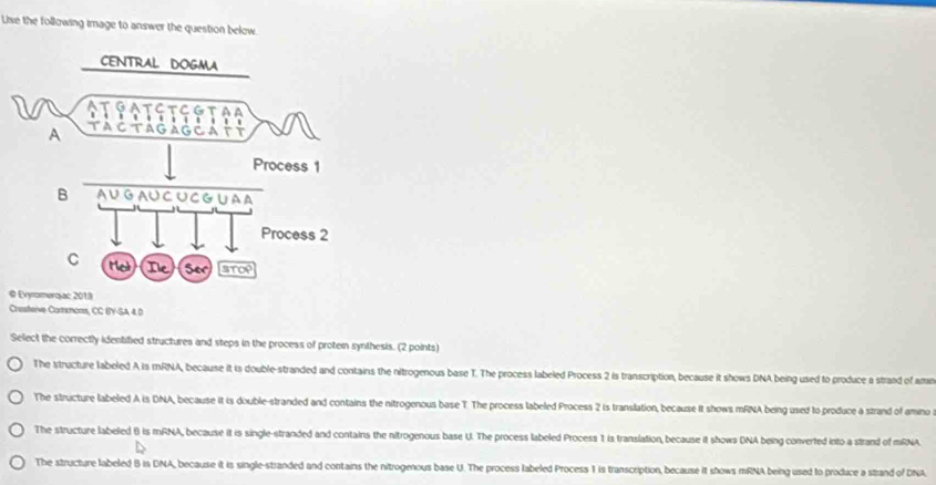 Uise the following image to answer the question below.
© Evyromerojac 2018
Cresteive Commons, CC BY-SA 4. 0
Select the correctly identified structures and steps in the process of protemn synthesis. (2 points)
The structure labeled A is mRNA, because it is double-stranded and contains the nitrogenous base T. The process labeled Process 2 is transcription, because it shows DNA being used to produce a strand of am
The structure labeled A is DNA, because it is double-stranded and contains the nitrogenous base T. The process labeled Process 2 is translation, because it shows mRNA being used to produce a strand of amino
The structure labeled θ) is mRNA, because it is single-stranded and contains the nitrogenous base U. The process labeled Process 1 is translation, because it shows DNA being converted into a strand of mRNA
The structure labeled B is DNA, because it is single-stranded and contains the nitrogenous base U. The process labeled Process 1 is transcription, because it shows mRNA being used to produce a strand of DNA