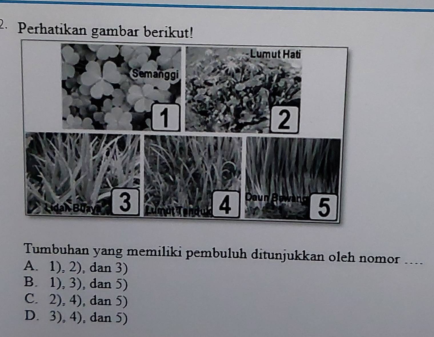 Perhatikan gambar berikut!
Tumbuhan yang memiliki pembuluh ditunjukkan oleh nomor ...
A. 1), 2), dan 3)
B. 1), 3), dan 5)
C. 2), 4), dan 5)
D. 3), 4), dan 5)