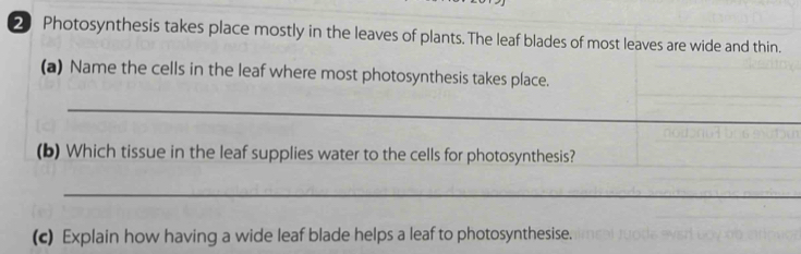 Photosynthesis takes place mostly in the leaves of plants. The leaf blades of most leaves are wide and thin. 
(a) Name the cells in the leaf where most photosynthesis takes place. 
_ 
_ 
(b) Which tissue in the leaf supplies water to the cells for photosynthesis? 
_ 
(c) Explain how having a wide leaf blade helps a leaf to photosynthesise.