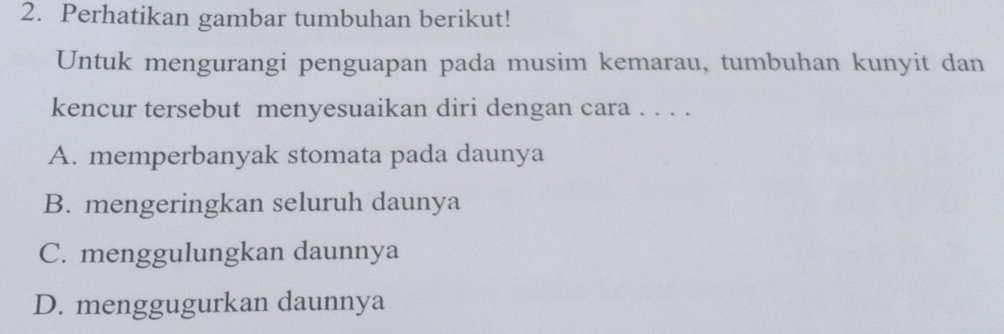 Perhatikan gambar tumbuhan berikut!
Untuk mengurangi penguapan pada musim kemarau, tumbuhan kunyit dan
kencur tersebut menyesuaikan diri dengan cara . . . .
A. memperbanyak stomata pada daunya
B. mengeringkan seluruh daunya
C. menggulungkan daunnya
D. menggugurkan daunnya