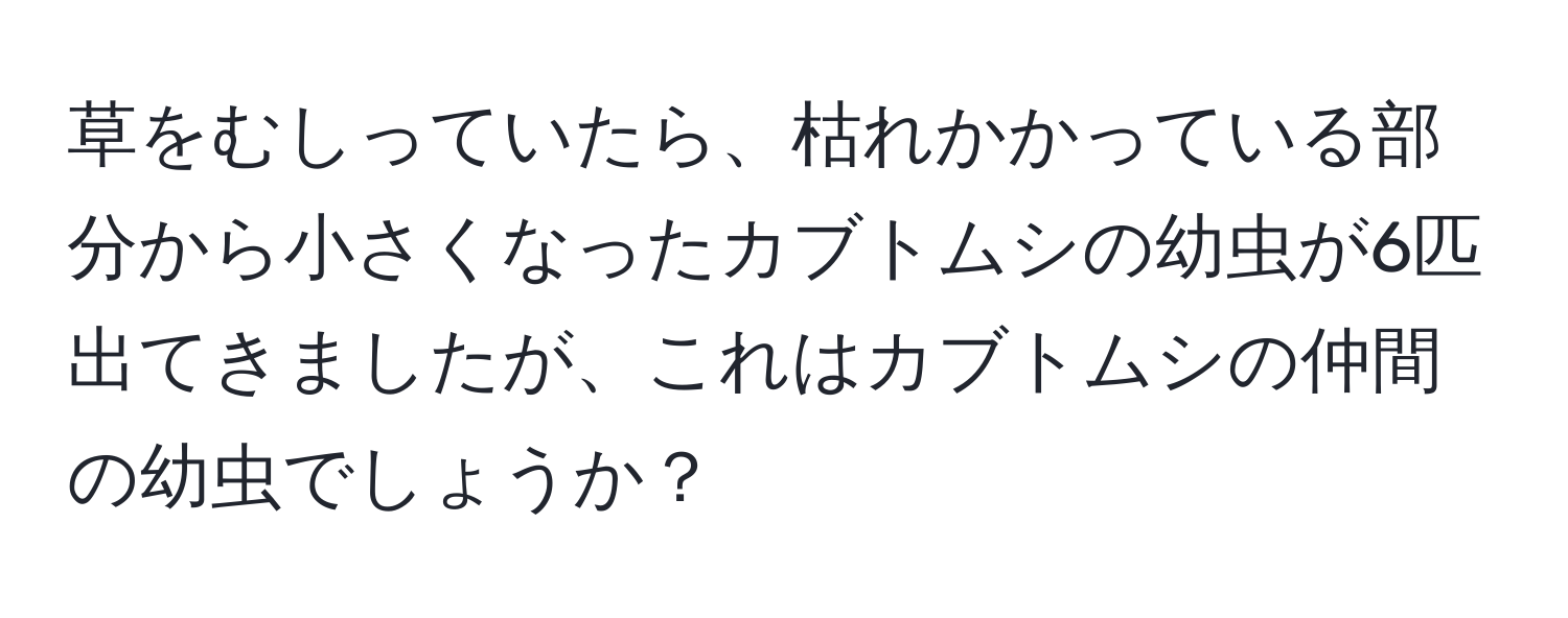 草をむしっていたら、枯れかかっている部分から小さくなったカブトムシの幼虫が6匹出てきましたが、これはカブトムシの仲間の幼虫でしょうか？