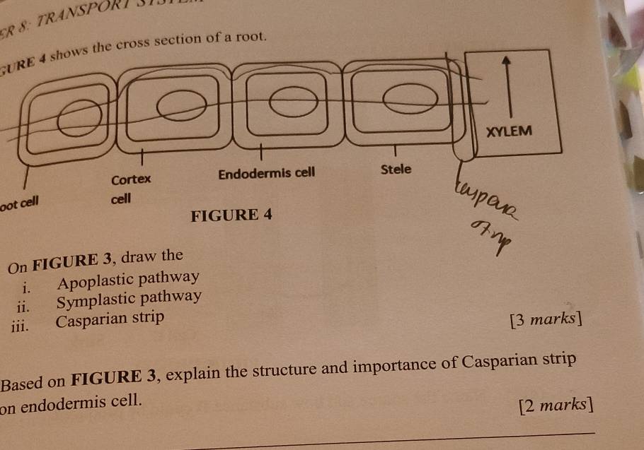 GURE 4 shows the cross section of a root. 
oot cell 
On FIGURE 3, draw the 
i. Apoplastic pathway 
ii. Symplastic pathway 
iii. Casparian strip [3 marks] 
Based on FIGURE 3, explain the structure and importance of Casparian strip 
on endodermis cell. 
[2 marks]