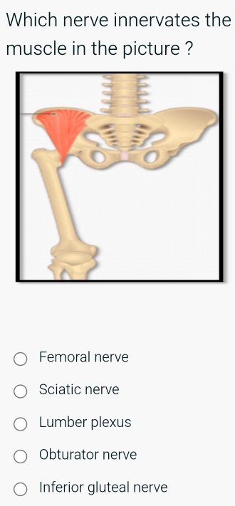 Which nerve innervates the
muscle in the picture ?
Femoral nerve
Sciatic nerve
Lumber plexus
Obturator nerve
Inferior gluteal nerve