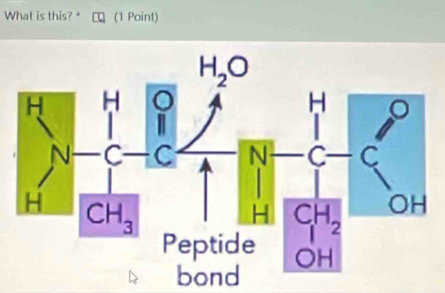 What is this?* (1 Point)