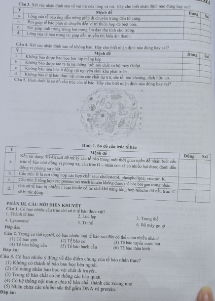 Xét các nhận định sa
Câm 4. Xét cá
Câu 1. Có bao nhiêu cầu trúc chỉ có ở tế bào thực vật?
1. Thành tế bào 2. Lạc lạp
4. Lysosome 5. Ti thể 6. Bộ máy golgi 3. Trung thể
Đáp án:
Câu 2. Trong cơ thể người, có bao nhiêu loại tế bảo sau đây có thể chứa nhiều nhân? (3) Tể bào tuyển nước bọt
(1) Tế bão gan. (2) Tế bảo cơ
(4) Tế bảo hồng cầu (5) Tế bào bạch cầu 6) Tề bảo thần kinh
Đáp án:
Câu 3. Có bao nhiêu ý đúng về đặc điểm chung của tế bảo nhân thực?
(1) Không có thành tế bảo bao bọc bên ngoài.
(2) Có màng nhân bao bọc vật chất di truyền.
(3) Trong tế bảo chất có hệ thống các bào quan.
(4) Có hệ thống nội màng chia tế bảo chất thành các xoang nhỏ.
(5) Nhân chứa các nhiễm sắc thể gồm DNA và protein.
Đáp án: