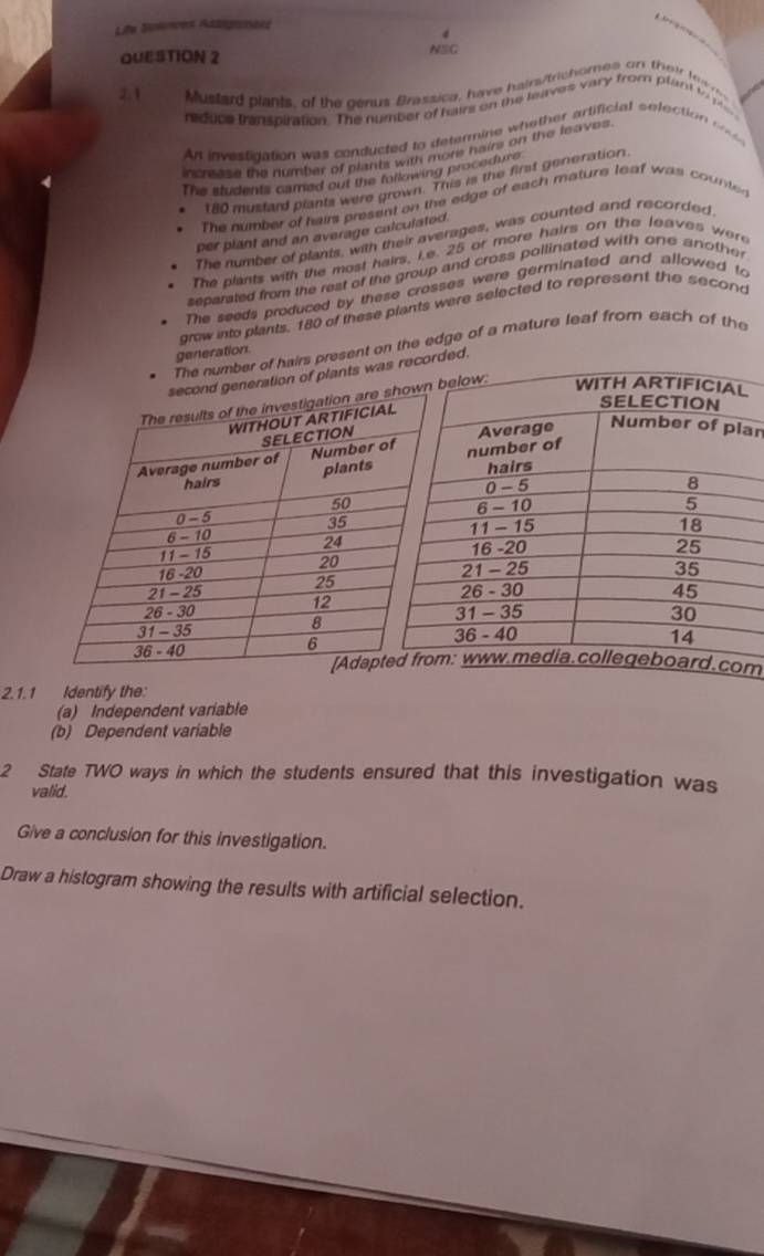 Life Snencees Adogaccões

4
QUESTION 2 NSG
2.1 Mustard plants, of the genus Brassica, have hairs/frichomes on their les 
reduce franspiration. The number of hairs on the leaves vary from plant to p
An investigation was conducted to determine whe ther artificial selection o 
increase the number of plants with more hairs on the leaves.
The students camed out the following procedure
180 mustard plants were grown. This is the first generation
The number of hairs present on the edge of each mature leaf was counted
per plant and an average calculated.
The number of plants, with their averages, was counted and recorded
The plants with the most hairs, i.e. 25 or more hairs on the leaves were
separated from the rest of the group and cross pollinated with one another
The seeds produced by these crosses were germinated and allowed to
grow into plants, 180 of these plants were selected to represent the second
The number of hairs present on the edge of a mature leaf from each of the
generation
second generation of plants waded.
an
om
2.1.1 Identify the:
(a) Independent variable
(b) Dependent variable
2 State TWO ways in which the students ensured that this investigation was
valid.
Give a conclusion for this investigation.
Draw a histogram showing the results with artificial selection.
