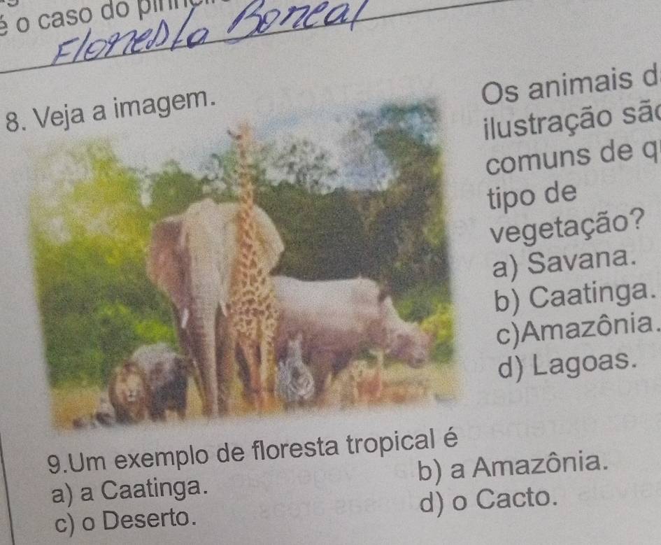 é o caso do pirh
s animais d
8. Veja a imagem.
ilustração são
comuns de q
ipo de
vegetação?
a) Savana.
b) Caatinga.
c)Amazônia.
d) Lagoas.
9.Um exemplo de floresta tropical é
a) a Caatinga. b) a Amazônia.
c) o Deserto. d) o Cacto.