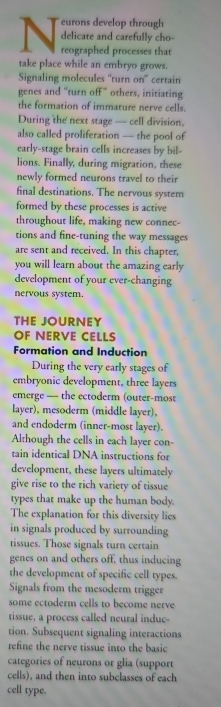 eurons develop through 
delicate and carefully cho- 
reographed processes that 
take place while an embryo grows. 
Signaling molecules “turn on” certain 
genes and "turn off" others, initiating 
the formation of immature nerve cells. 
During the next stage — cell division, 
also called proliferation — the pool of 
early-stage brain cells increases by bil- 
lions. Finally, during migration, these 
newly formed neurons travel to their 
final destinations. The nervous system 
formed by these processes is active 
throughout life, making new connec- 
tions and fine-tuning the way messages 
are sent and received. In this chapter, 
you will learn about the amazing early 
development of your ever-changing 
nervous system. 
THE JOURNEY 
OF NERVE CELLS 
Formation and Induction 
During the very early stages of 
embryonic development, three layers 
emerge — the ectoderm (outer-most 
layer), mesoderm (middle layer). 
and endoderm (inner-most layer). 
Although the cells in each layer con- 
tain identical DNA instructions for 
development, these layers ultimately 
give rise to the rich variety of tissue 
types that make up the human body. 
The explanation for this diversity lies 
in signals produced by surrounding 
tissues. Those signals turn certain 
genes on and others off, thus inducing 
the development of specific cell types. 
Signals from the mesoderm trigger 
some ectoderm cells to become nerve 
tissue, a process called neural induc- 
tion. Subsequent signaling interactions 
refine the nerve tissue into the basic 
categories of neurons or glia (support 
cells), and then into subclasses of each 
cell type.