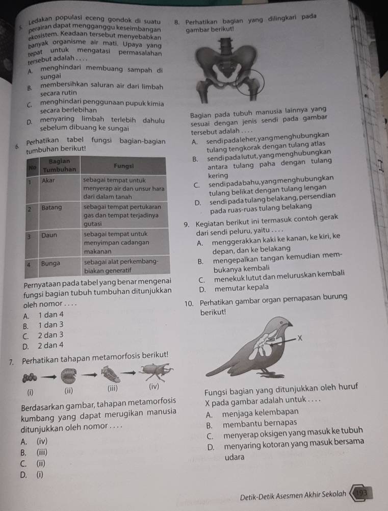 Ledakan populasi eceng gondok di suatu 8. Perhatikan bagian yang dilingkari pada
perairan dapat mengganggu keseimbangan gambar berikut!
kosistem. Keadaan tersebut menyebabkan
banyak organisme air mati, Upaya yang
repat untuk mengatasi permasalahan
tersebut adalah . . . .
A menghindari membuang sampah di
sungai
B. membersihkan saluran air dari limbah
secara rutin
C. menghindari penggunaan pupuk kimia
secara berlebihan
Bagian pada tubuh manusia lainnya yang
D. menyaring limbah terlebih dahulu
sesuai dengan jenis sendi pada gambar
sebelum dibuang ke sungai
tersebut adalah . . . .
6. Perhatikan tabel fungsi bagian-bagian A. sendi pada leher, yang meng hubung kan
mbuhan berikut!
tulang tengkorak dengan tulang atlas
B. sendi pada lutut, yang menghubungkan
antara tulang paha dengan tulang
kering
C. sendipadaba hu,yang menghu bungkan
tulang belikat dengan tulang lengan
D. sendi pada tulang belakang, persendian
pada ruas-ruas tulang belakang
9. Kegiatan berikut ini termasuk contoh gerak
dari sendi peluru, yaitu . . . .
A. menggerakkan kaki ke kanan, ke kiri, ke
depan, dan ke belakang
B. mengepalkan tangan kemudian mem-
bukanya kembali
Pernyataan pada tabel yang bena C. menekuk lutut dan meluruskan kembali
fungsi bagian tubuh tumbuhan ditunjukkan D. memutar kepala
oleh nomor . . . .
A. 1 dan 4 10. Perhatikan gambar organ pernapasan burung
berikut!
B. 1 dan 3
C. 2 dan 3
D. 2 dan 4
7. Perhatikan tahapan metamorfosis berikut!
Fungsi bagian yang ditunjukkan oleh huruf
(i) (ii) (iii) (iv)
Berdasarkan gambar, tahapan metamorfosis X pada gambar adalah untuk . . . .
kumbang yang dapat merugikan manusia A. menjaga kelembapan
ditunjukkan oleh nomor . . . . B. membantu bernapas
A. (iv) C. menyerap oksigen yang masuk ke tubuh
B. (iii) D. menyaring kotoran yang masuk bersama
udara
C. (ii)
D. (i)
Detik-Detik Asesmen Akhir Sekolah a 193