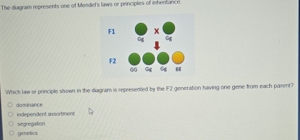 The diagram represents one of Mendel's laws or principles of inhertance
Which law or principle shown in the diagram is represented by the F2 generation having one gene from each parent?
dominance
independent assortment
segregation
genetics