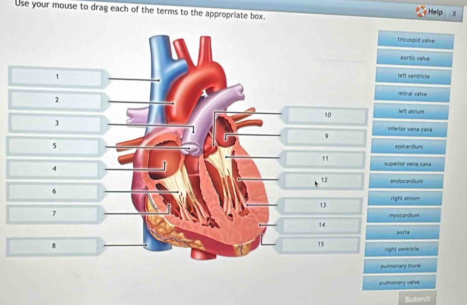 Use your mouse to drag each of the terms to the appropriate box. 
Help x 
tricuspid valve 
aortic valve
1
left ventricle 
mitral valve
2 left atrium
10
3
inferior vena cava
9
5
epicardium
11
4
superior vena cava
12

endocardium
6
right atrium
13
7
myocardium
14
aorte
8
15
right ventricle 
pulmonary trunk 
pulmonary valve 
Submit