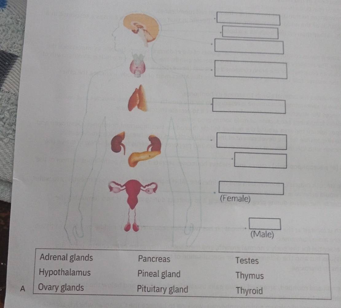 (Female)
(Male)
Adrenal glands Pancreas Testes
Hypothalamus Pineal gland Thymus
A Ovary glands Pituitary gland Thyroid