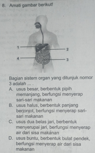 Amati gambar berikut!
Bagian sistem organ yang ditunjuk nomor
3 adalah ... .
A. usus besar, berbentuk pipih
memanjang, berfungsi menyerap
sari-sari makanan
B. usus halus, berbentuk panjang
berjonjot, berfungsi menyerap sari-
sari makanan
C. usus dua belas jari, berbentuk
menyerupai jari, berfungsi menyerap
air dari sisa makánan
D. usus buntu, berbentuk bulat pendek,
berfungsi menyerap air dari sisa
makanan