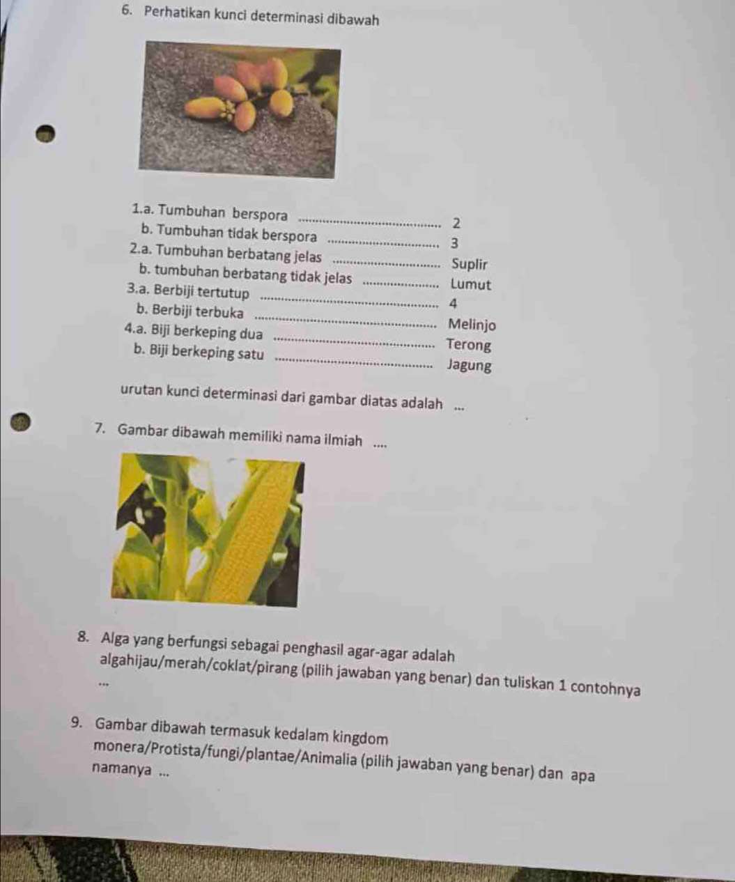 Perhatikan kunci determinasi dibawah 
1.a. Tumbuhan berspora_ 
2 
b. Tumbuhan tidak berspora_ 
3 
2.a. Tumbuhan berbatang jelas_ 
Suplir 
b. tumbuhan berbatang tidak jelas _Lumut 
3.a. Berbiji tertutup 
_ 
4 
b. Berbiji terbuka _Melinjo 
4.a. Biji berkeping dua _Terong 
b. Biji berkeping satu _Jagung 
urutan kunci determinasi dari gambar diatas adalah .. 
7. Gambar dibawah memiliki nama ilmiah .... 
8. Alga yang berfungsi sebagai penghasil agar-agar adalah 
algahijau/merah/coklat/pirang (pilih jawaban yang benar) dan tuliskan 1 contohnya 
9. Gambar dibawah termasuk kedalam kingdom 
monera/Protista/fungi/plantae/Animalia (pilih jawaban yang benar) dan apa 
namanya ...