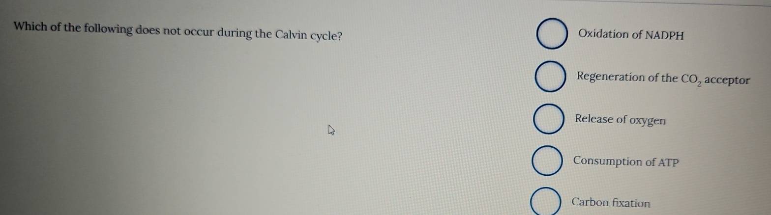 Which of the following does not occur during the Calvin cycle? Oxidation of NADPH
Regeneration of the CO_2 acceptor
Release of oxygen
Consumption of ATP
Carbon fixation