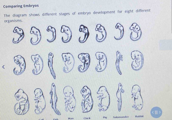 Solved: Comparing Embryos The diagram shows different stages of embryo ...