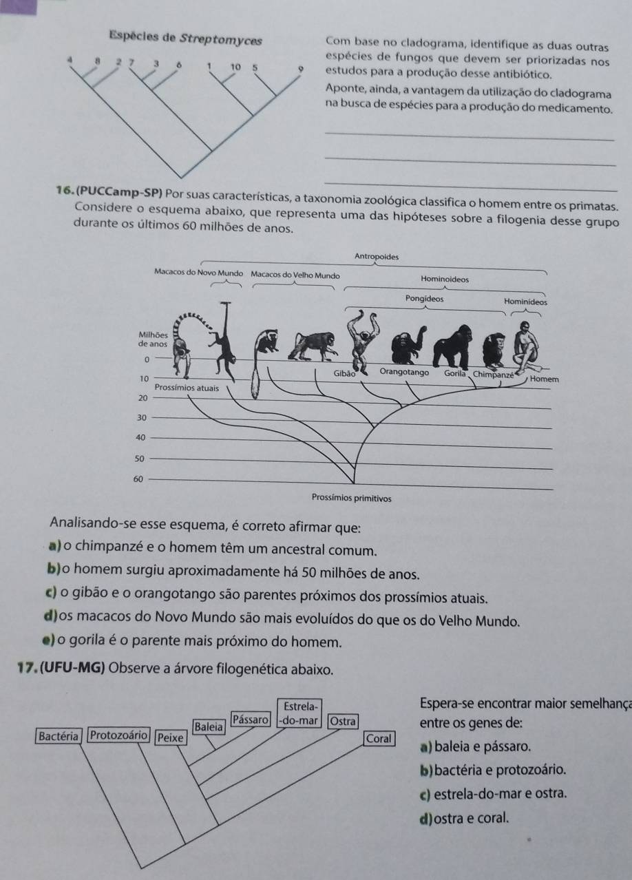 Com base no cladograma, identifique as duas outras
espécies de fungos que devem ser priorizadas nos
estudos para a produção desse antibiótico.
Aponte, ainda, a vantagem da utilização do cladograma
na busca de espécies para a produção do medicamento.
_
_
_
16. (PUCCamp-SP) Por suas características, a taxonomia zoológica classifica o homem entre os primatas.
Considere o esquema abaixo, que representa uma das hipóteses sobre a filogenia desse grupo
durante os últimos 60 milhões de anos.
Analisando-se esse esquema, é correto afirmar que:
a) o chimpanzé e o homem têm um ancestral comum.
b)o homem surgiu aproximadamente há 50 milhões de anos.
c) o gibão e o orangotango são parentes próximos dos prossímios atuais.
d)os macacos do Novo Mundo são mais evoluídos do que os do Velho Mundo.
e) o gorila é o parente mais próximo do homem.
17. (UFU-MG) Observe a árvore filogenética abaixo.
Espera-se encontrar maior semelhança
ntre os genes de:
) baleia e pássaro.
)bactéria e protozoário.
) estrela-do-mar e ostra.
)ostra e coral.