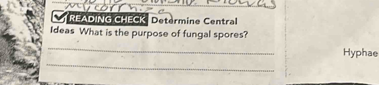 READING CHECK Determine Central 
Ideas What is the purpose of fungal spores? 
_ 
Hyphae 
_