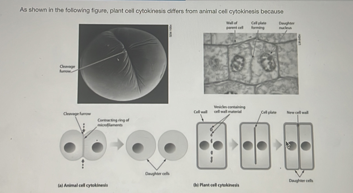 As shown in the following figure, plant cell cytokinesis differs from animal cell cytokinesis because
Cleavage
furrow.
Vesicles containing
Cleavage furrow Cell wall cell wall material Cell plate New cell wall
Contracting ring of
microfilaments
Daughter cells
Daughter cells
(a) Animal cell cytokinesis (b) Plant cell cytokinesis