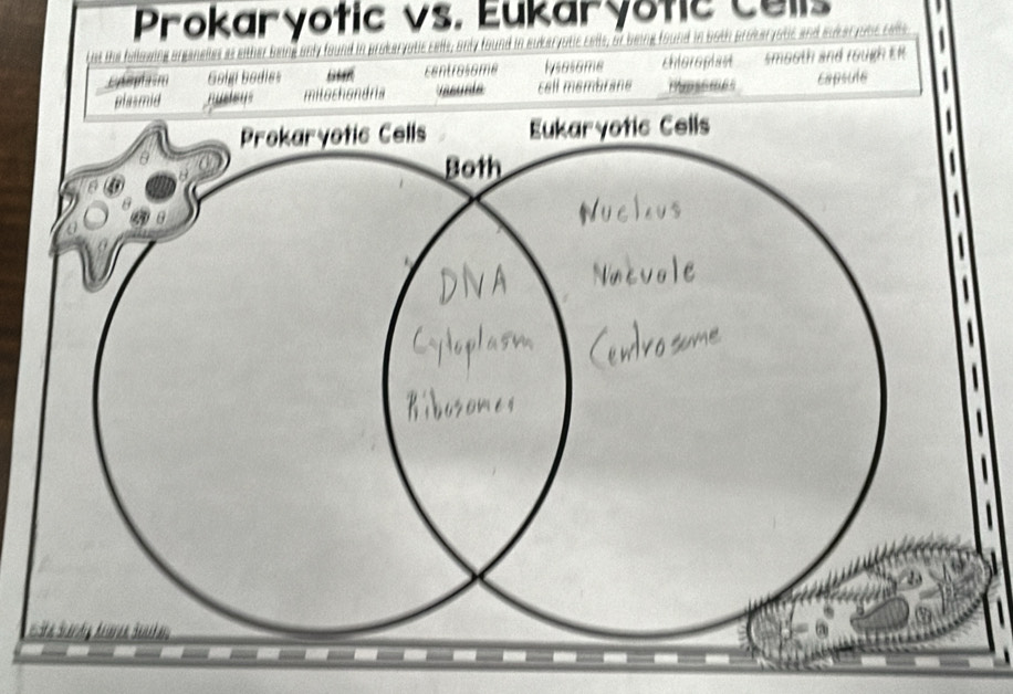 Prokaryotic vs. Eukaryotic Cells 
otaryotic and suker yobe cel