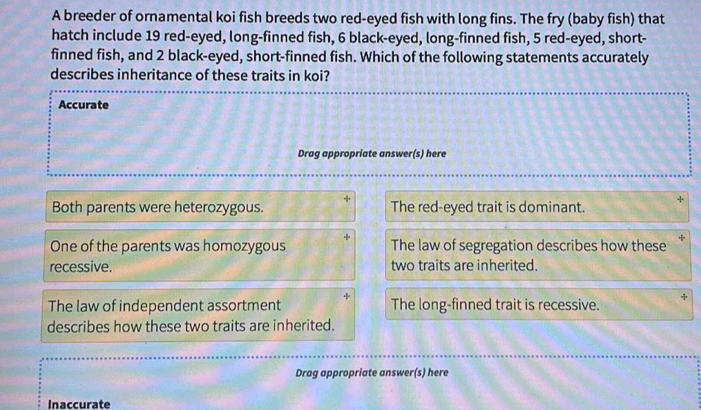 A breeder of ornamental koi fish breeds two red-eyed fish with long ...