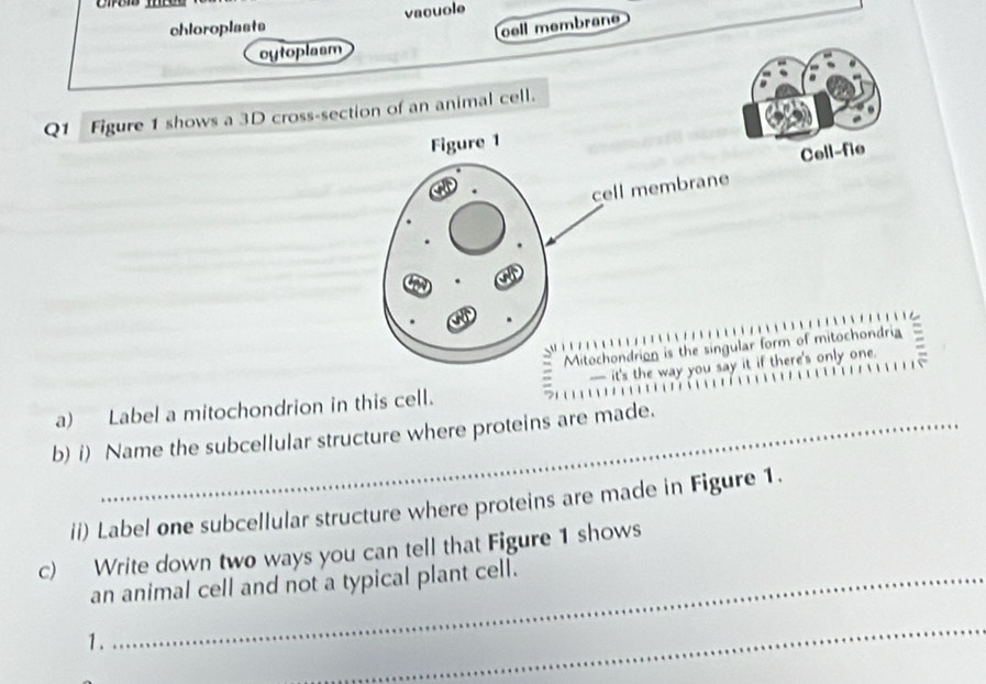 chloroplasts vacuole 
cell membran 
cytoplasm 
Q1 Figure 1 shows a 3D cross-section of an animal cell. 
Figure 1 
Cell-fie 
cell membrane 
Mitochondrion is the singular form of mitochondria : 
it's the way you say it if there's only one. 
a) Label a mitochondrion in this cell. 
b) i) Name the subcellular structure where proteins are made. 
ii) Label one subcellular structure where proteins are made in Figure 1. 
c) Write down two ways you can tell that Figure 1 shows 
an animal cell and not a typical plant cell. 
1. 
_