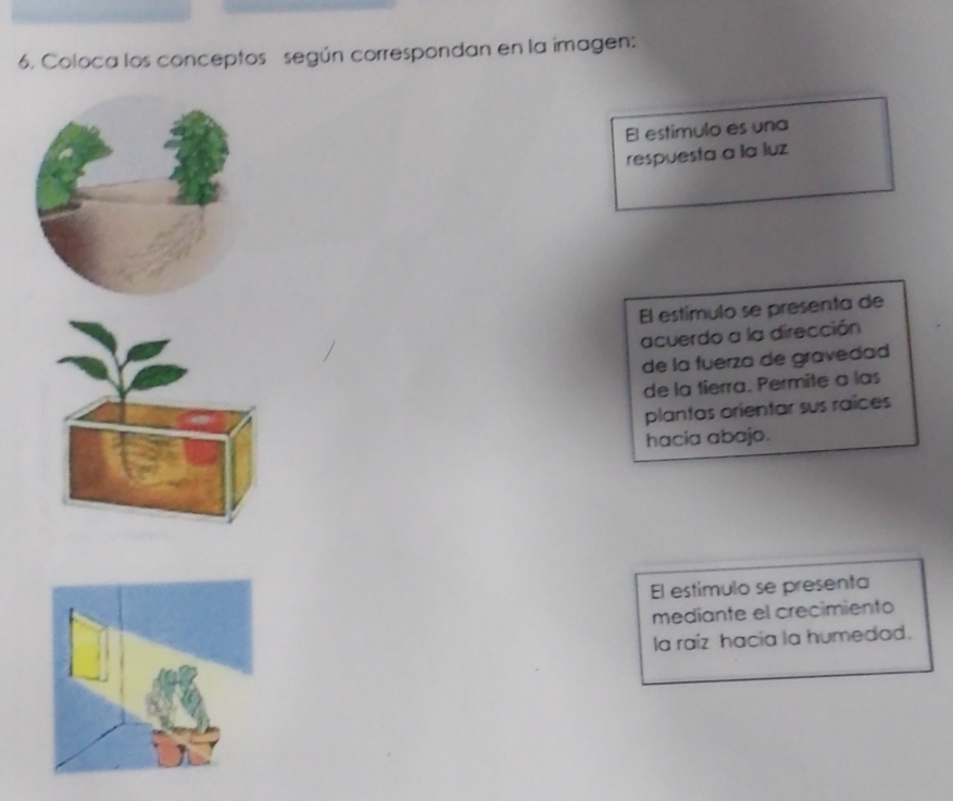 Coloca los conceptos según correspondan en la imagen:
El estimulo es una
respuesta a la luz
El estímulo se presenta de
acuerdo a la dirección
de la fuerza de gravedad
de la tierra. Permite a las
plantas orientar sus raíces
hacia abajo.
El estimulo se presenta
mediante el crecimiento
la raíz hacia la humedad.