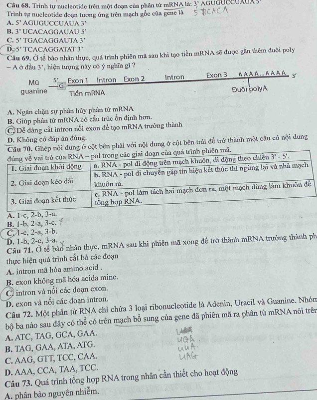 Trình tự nucleotide trên một đoạn của phân tử mRNA là: 3 AGUGUCCUAUA  
Trình tự nucleotide đoạn tương ứng trên mạch gốc của gene là
A. 5' AGUGUCCUAUA 3'
B. 3' UCACAGGAUAU 5'
C. 5^, TGACAGGAUTA 3'
D. 5' TCACAGGATAT 3’
Câu 69. Ở tế bào nhân thực, quá trình phiên mã sau khi tạo tiền mRNA sẽ được gắn thêm đuôi poly
- A ở đầu 3', hiện tượng này có ý nghĩa gì ?
Exon 1 Intron Exon 2 Intron Exon 3 A A A A ... A A A A 3'
Mū 5'_  G
guanine Tiền mRNA
Đuôi polyA
A. Ngăn chặn sự phân hủy phân tử mRNA
B. Giúp phân tử mRNA có cấu trúc ổn định hơn.
C. Dễ dàng cắt intron nối exon để tạo mRNA trưởng thành
D. Không có đáp án đúng.
Câu 70. Ghép nội dung ở cột bên phải với nội dung ở cột bên trái đề trở thành một câu có nội dung
nh phiên mã.
A. 1-c, 2-b,
B. 1-b, 2-a, 3-c.
C. 1-c, 2-a, 3-b.
D. 1-b, 2-c, 3-a.
Câu 71. Ở tế bào nhân thực, mRNA sau khi phiên mã xong đề trở thành mRNA trưởng thành ph
thực hiện quá trình cắt bỏ các đoạn
A. intron mã hóa amino acid .
B. exon không mã hóa acida mine.
C intron và nối các đoạn exon.
D. exon và nối các đoạn intron.
Câu 72. Một phân tử RNA chỉ chứa 3 loại ribonucleotide là Adenin, Uracil và Guanine. Nhóm
bộ ba nào sau đây có thể có trên mạch bổ sung của gene đã phiên mã ra phân tử mRNA nói trên
A. ATC, TAG, GCA, GAA.
B. TAG, GAA, ATA, ATG.
C. AAG, GTT, TCC, CAA.
D. AAA, CCA, TAA, TCC.
Câu 73. Quá trình tổng hợp RNA trong nhân cần thiết cho hoạt động
A. phân bào nguyên nhiễm.